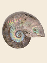 Iridescent Ammonite B | Cg859