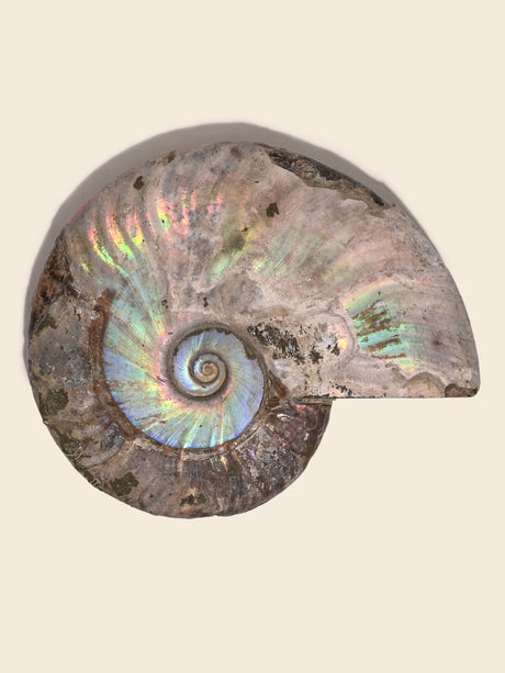 Iridescent Ammonite B | Cg859