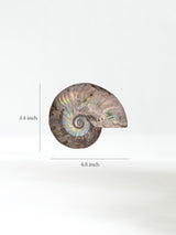 Iridescent Ammonite B Dimension | Cg859