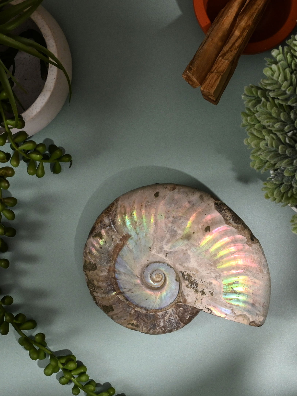 Iridescent Ammonite