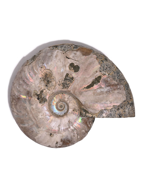 Iridescent Ammonite C 1 | Cg860