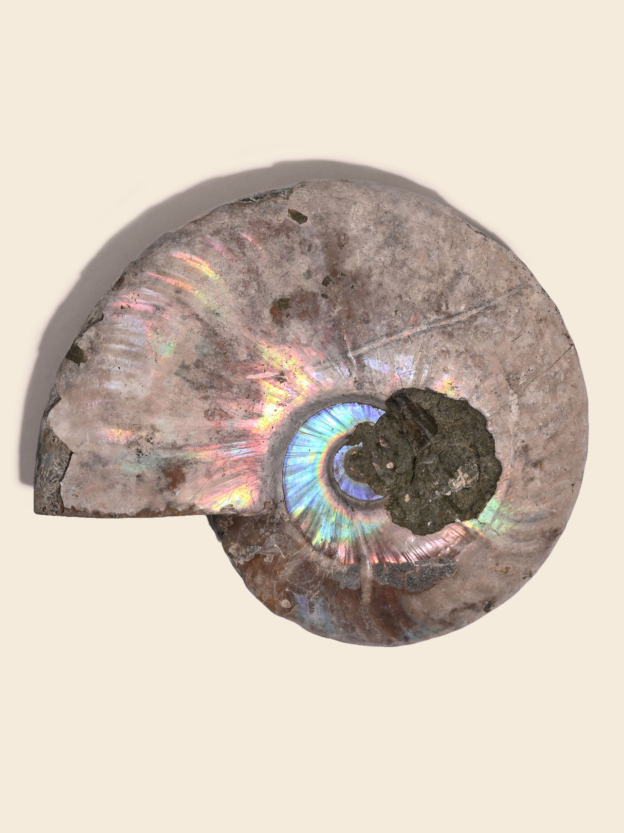 Iridescent Ammonite C | Cg860