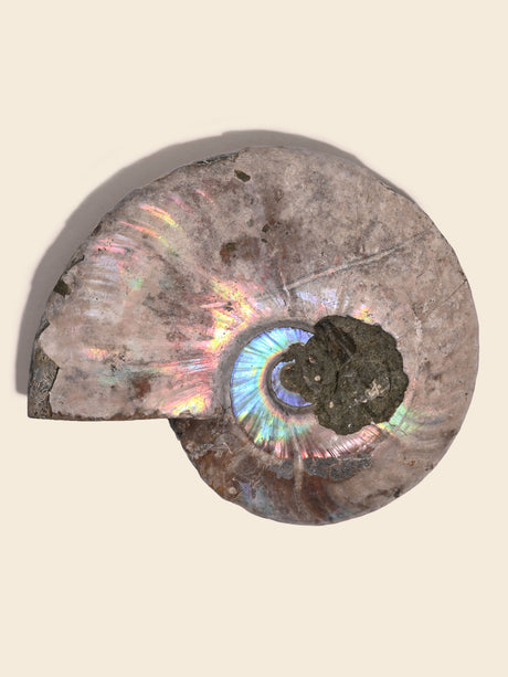 Iridescent Ammonite C | Cg860