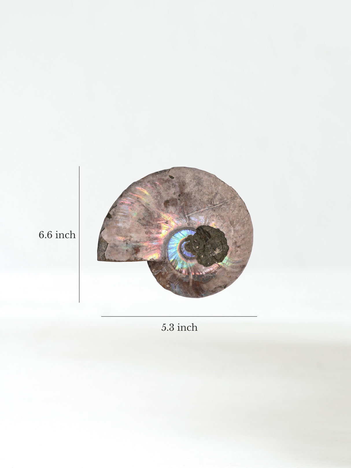 Iridescent Ammonite C Dimension | Cg860