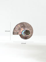 Iridescent Ammonite C Dimension | Cg860
