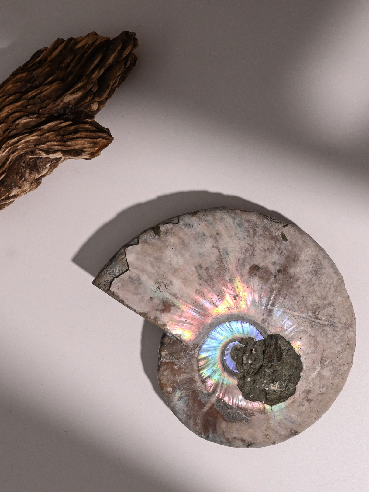 Iridescent Ammonite