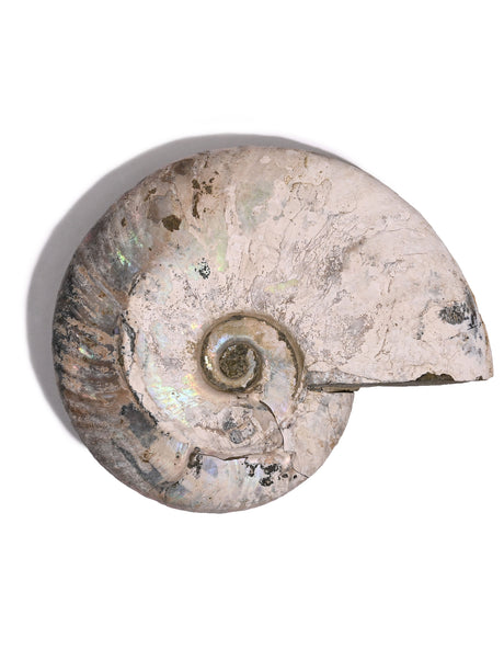 Iridescent Ammonite E 1 | Cg862