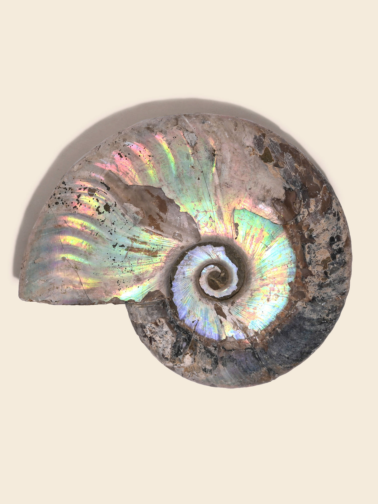 Iridescent Ammonite E | Cg862