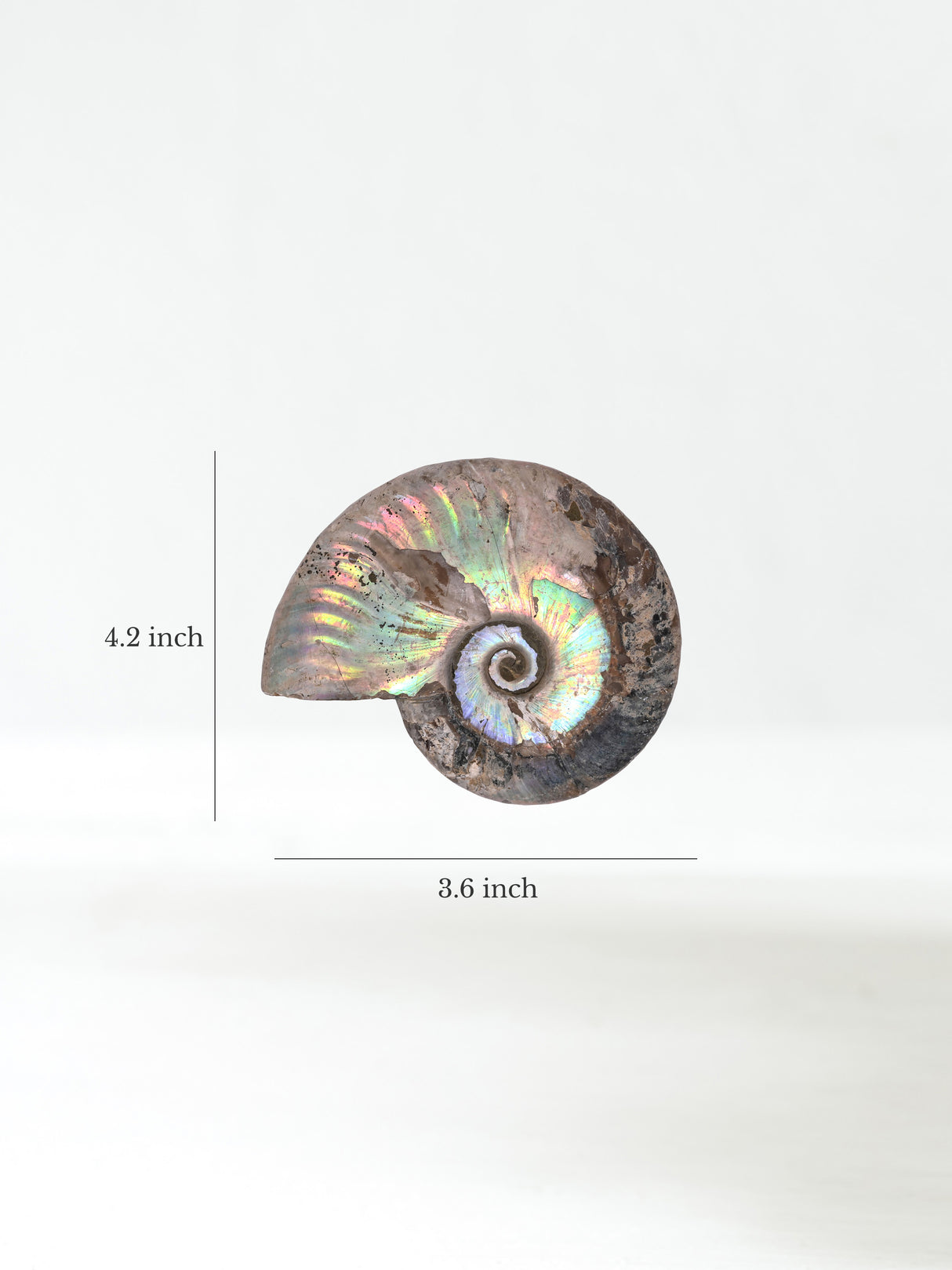Iridescent Ammonite E Dimension | Cg862