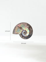 Iridescent Ammonite E Dimension | Cg862