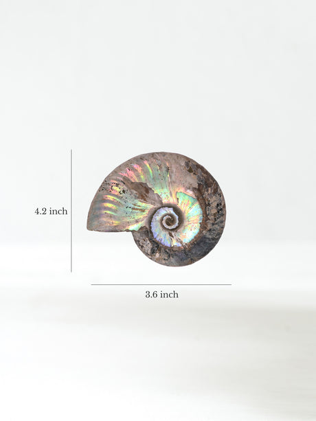 Iridescent Ammonite E Dimension | Cg862