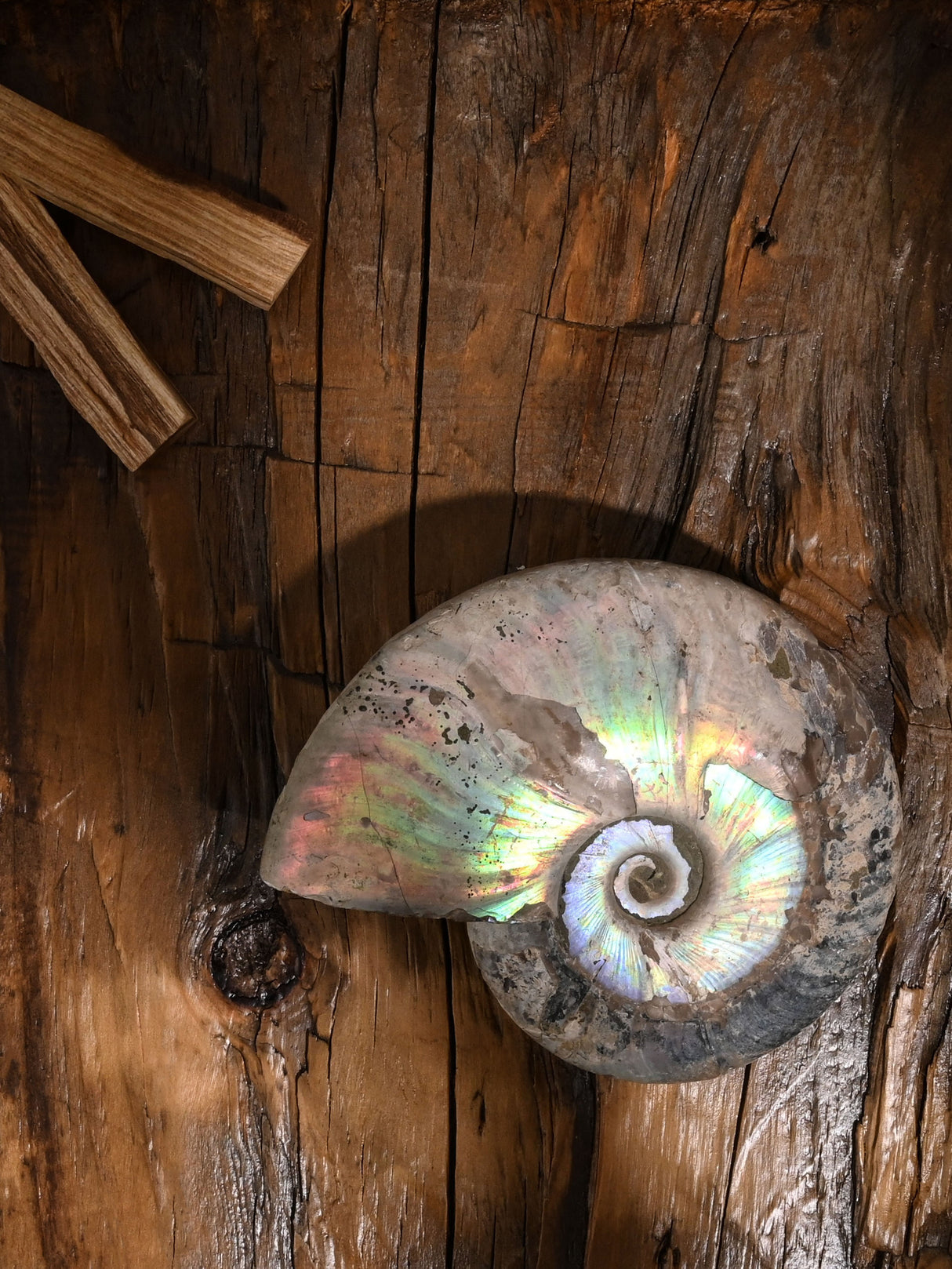 Iridescent Ammonite