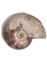 Iridescent Ammonite F 1 | Cg863