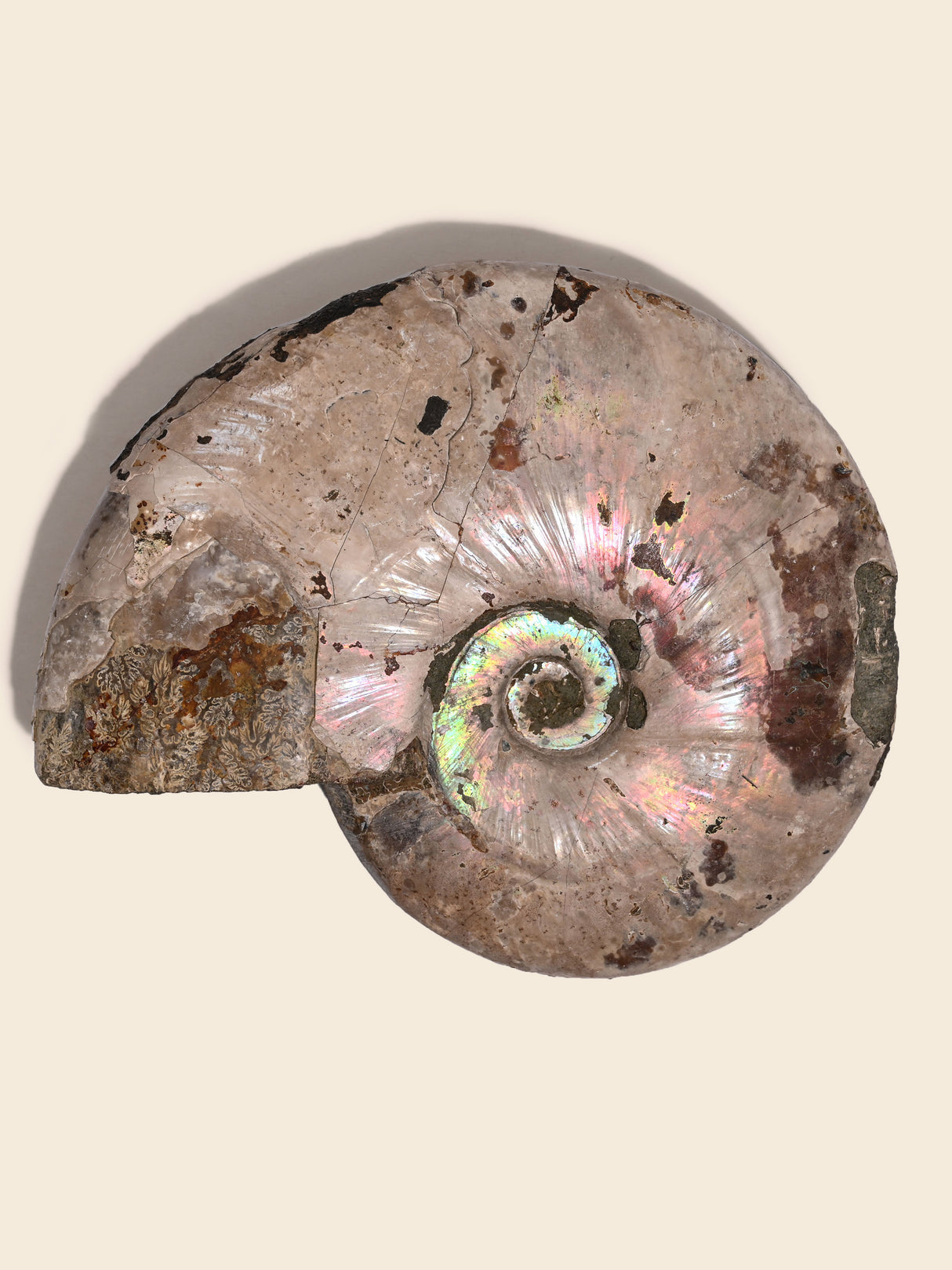 Iridescent Ammonite F | Cg863