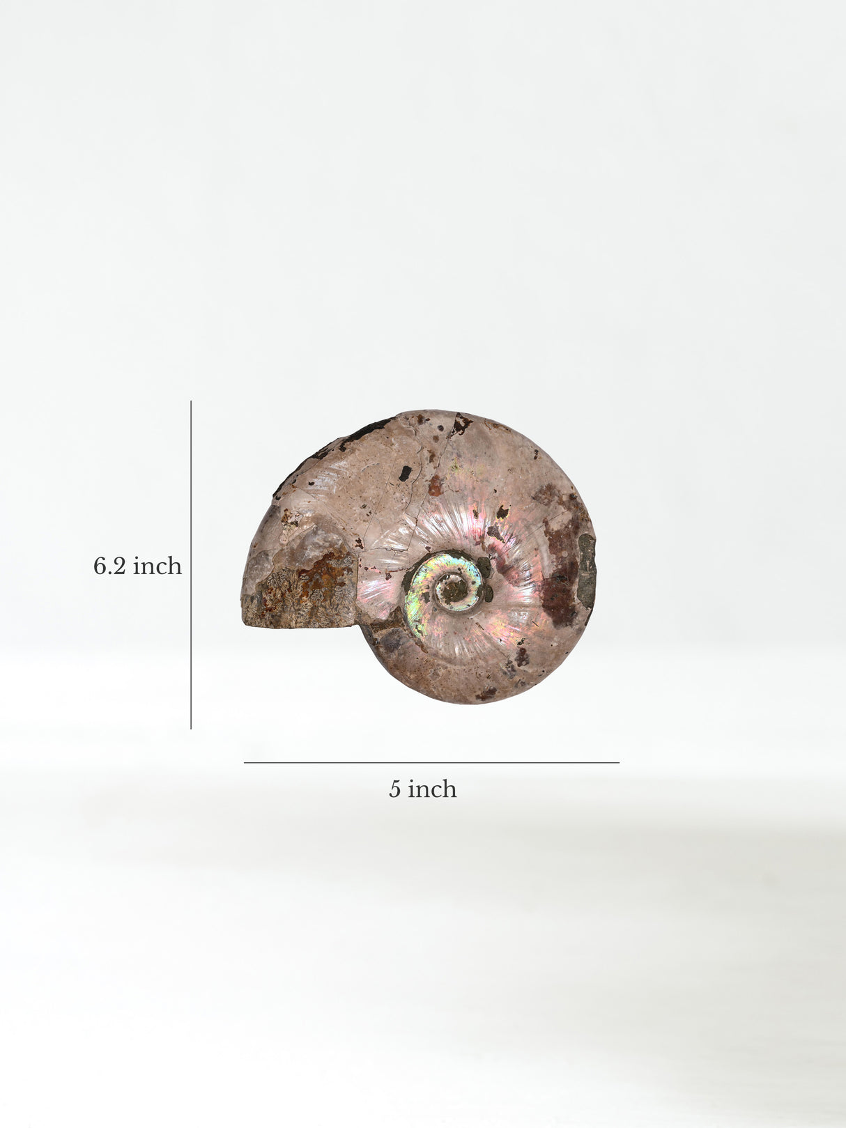 Iridescent Ammonite F Dimension | Cg863 