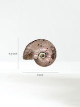 Iridescent Ammonite F Dimension | Cg863 