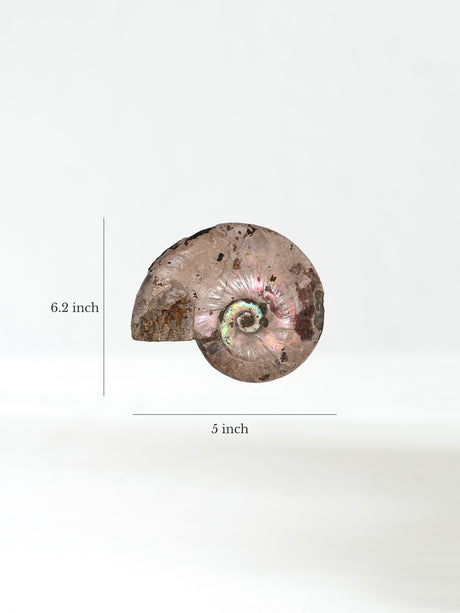 Iridescent Ammonite F Dimension | Cg863 