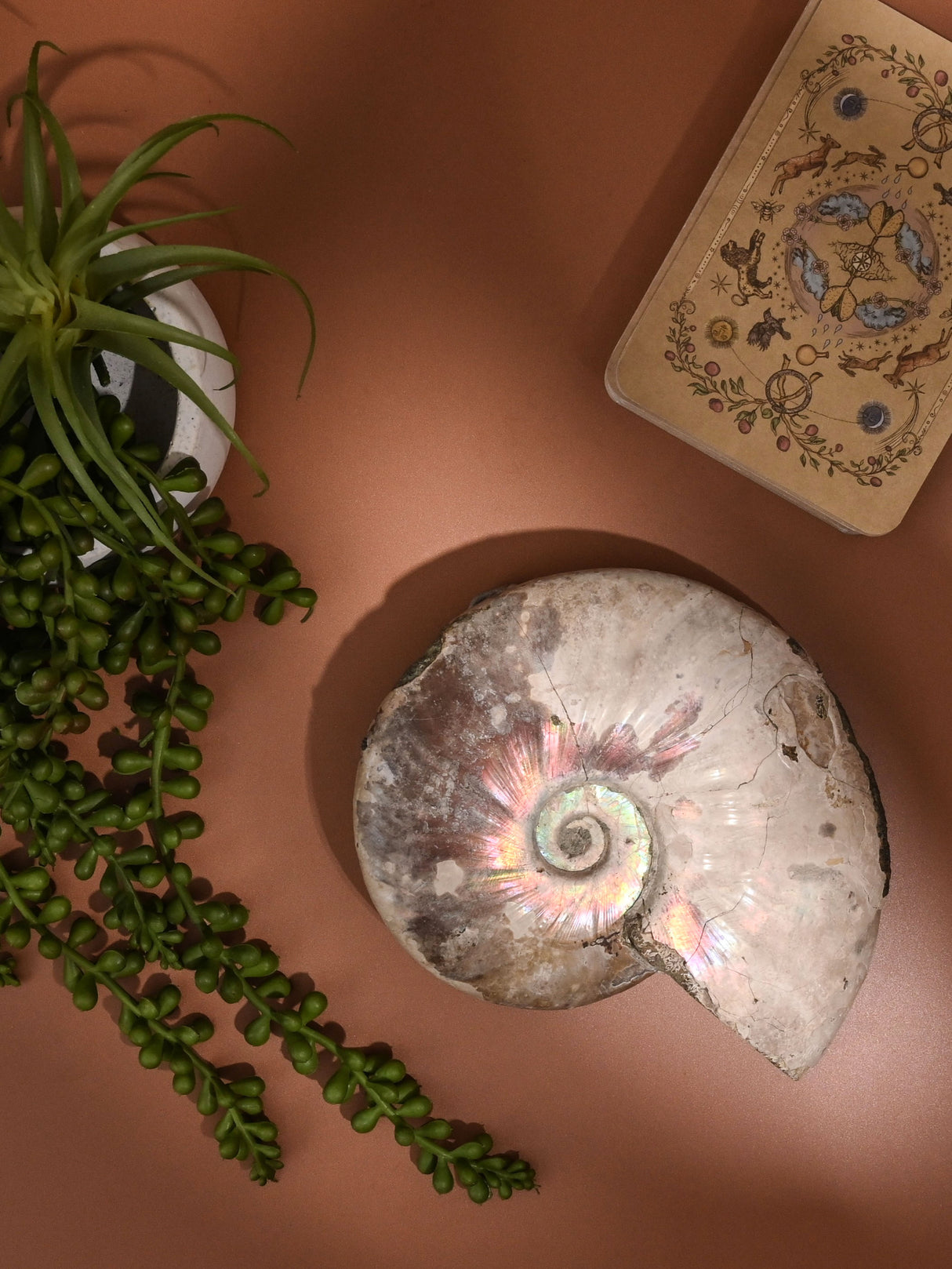 Iridescent Ammonite