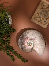 Iridescent Ammonite