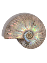 Iridescent Ammonite G | Cg864