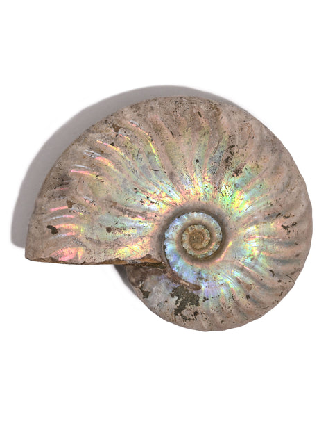 Iridescent Ammonite G | Cg864