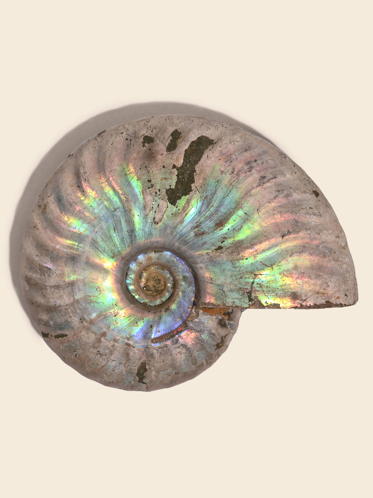 Iridescent Ammonite