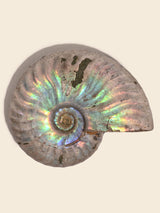 Iridescent Ammonite