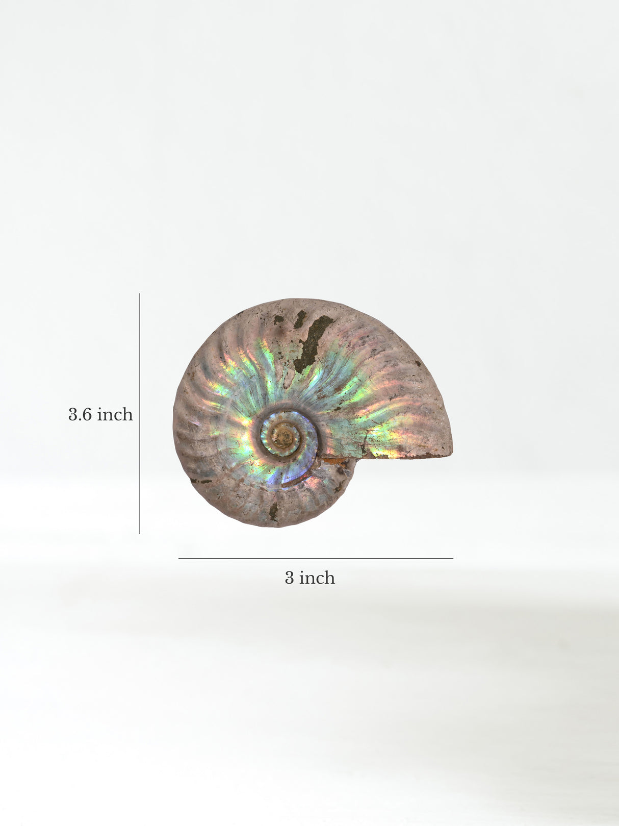 Iridescent Ammonite G Dimension | Cg864