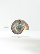 Iridescent Ammonite G Dimension | Cg864