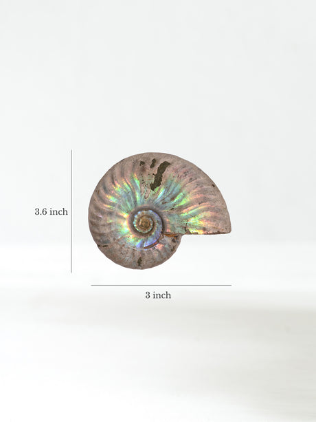 Iridescent Ammonite G Dimension | Cg864