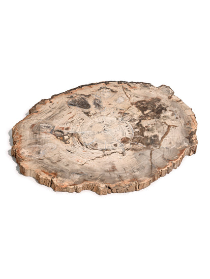 Petrified Wood Slab - Large | Cg866