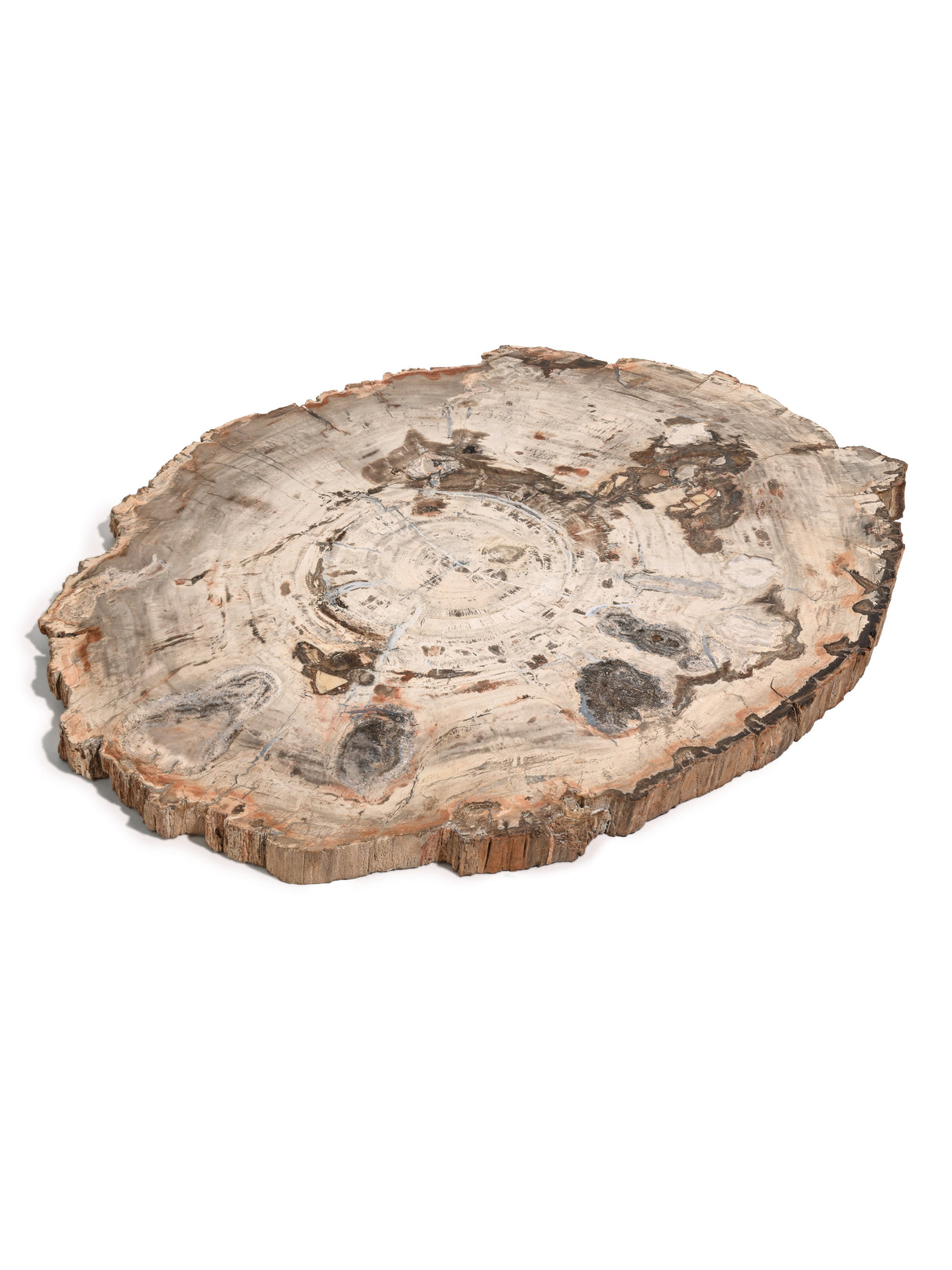 Petrified Wood Slab - Large 1 | Cg866
