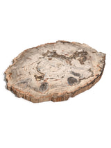 Petrified Wood Slab - Large 1 | Cg866