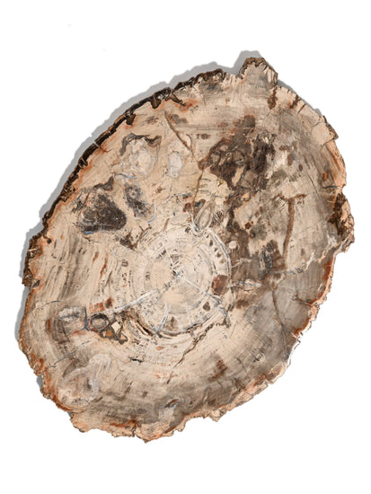 Petrified Wood Slab - Large 2 | Cg866