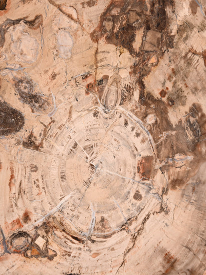 Petrified Wood Slab - Large 3 | Cg866