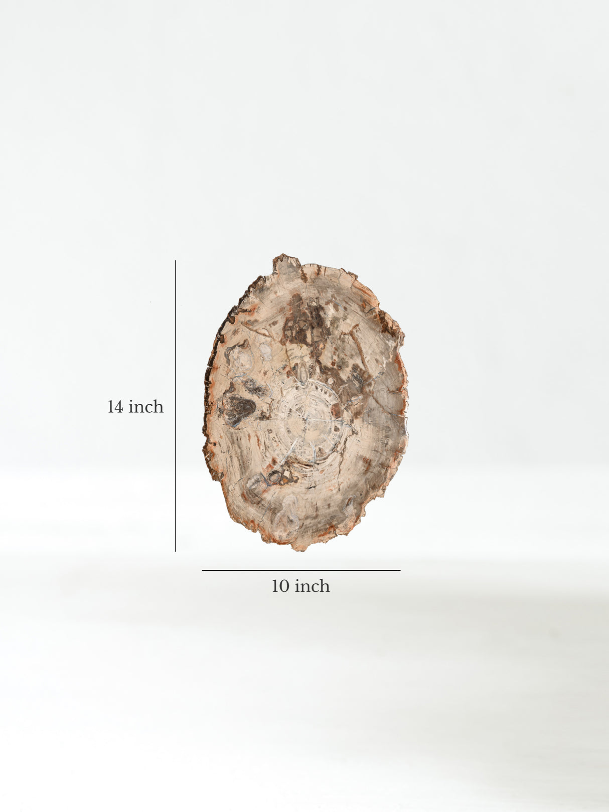 Petrified Wood Slab - Large Dimension | Cg866