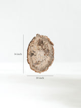 Petrified Wood Slab - Large Dimension | Cg866