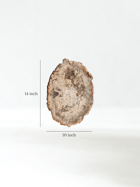 Petrified Wood Slab - Large Dimension | Cg866