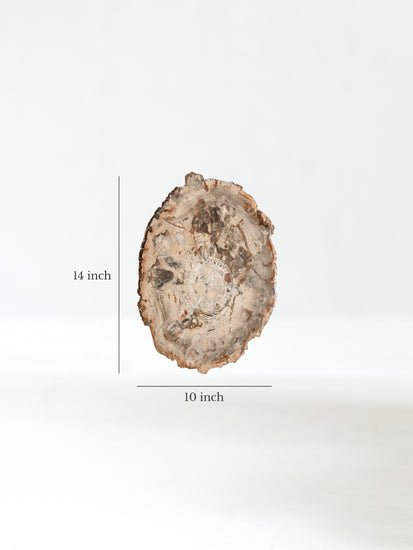 Petrified Wood Slab - Large Dimension | Cg866