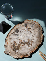 Petrified Wood Slab - Large