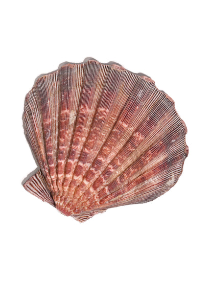 Lion's Paw Shell Smudge Bowl | ib01 | Shamans Market