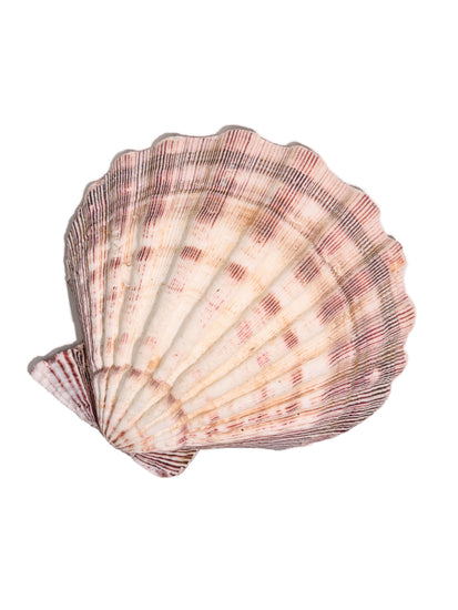 Lion's Paw Shell Smudge Bowl | ib01 | Shamans Market