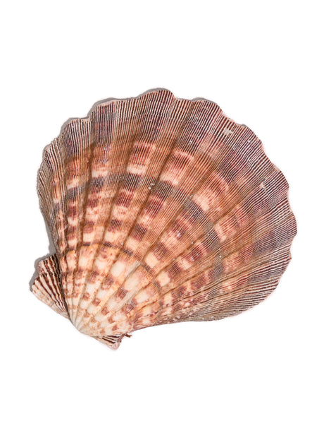 Lion's Paw Shell Smudge Bowl 4 | ib01