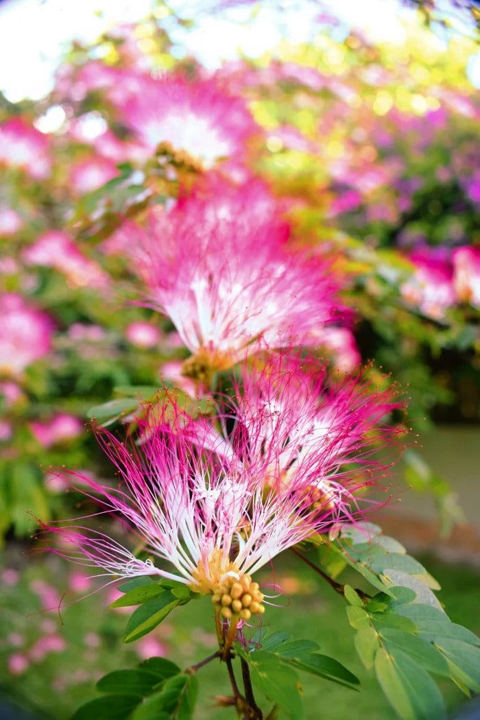 Bobinsana Bark - Botanical Ally for Dreamwork and Reflection