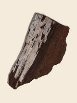 Permineralized Wood