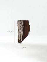 Permineralized Wood B Dimension | Cg1180