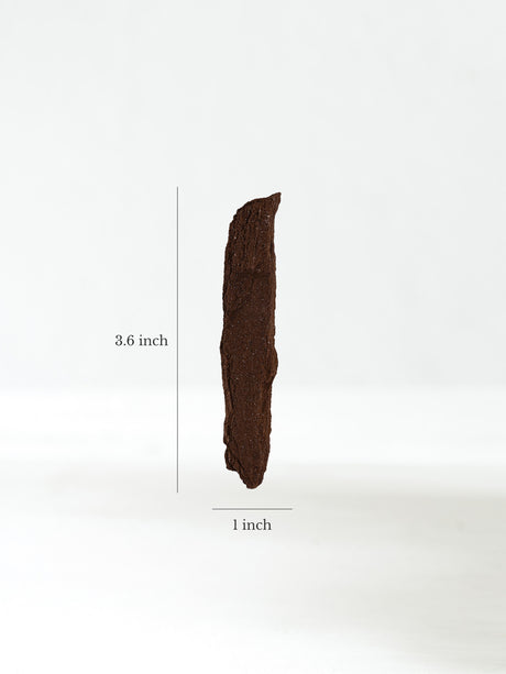 Permineralized Wood G Dimension | Cg1185