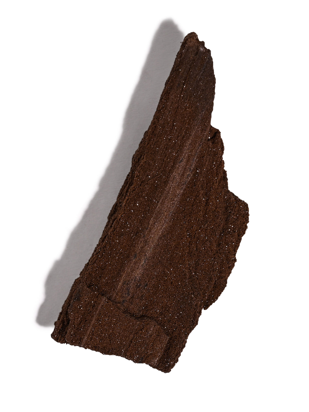 Permineralized Wood I | Cg1187