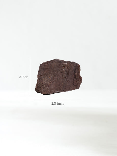Permineralized Wood N Dimension | Cg1192
