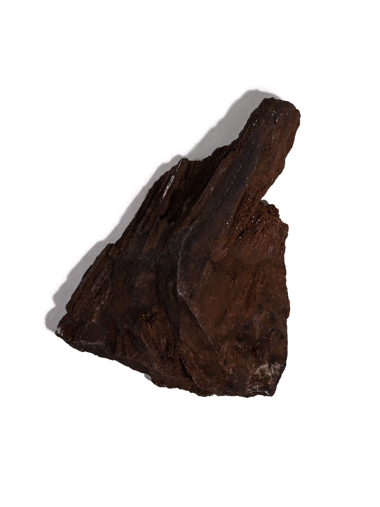 Permineralized Wood